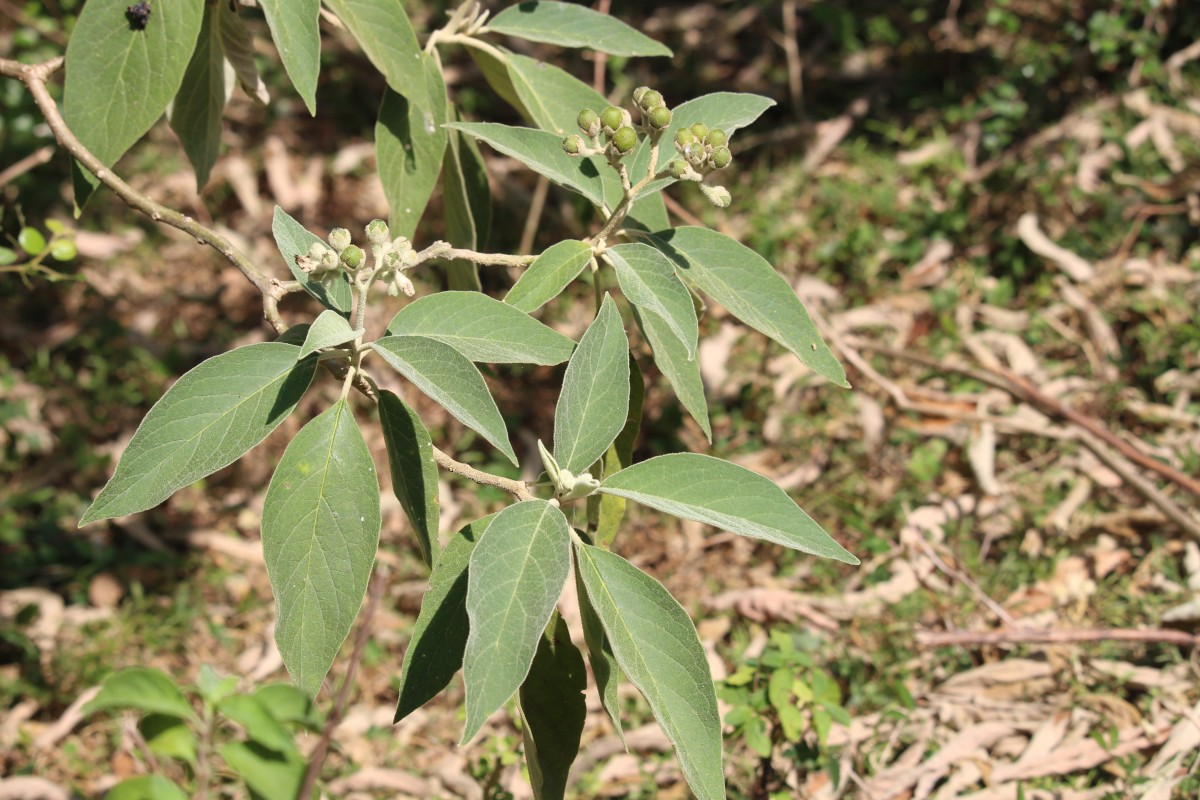 Solanum erianthum D.Don